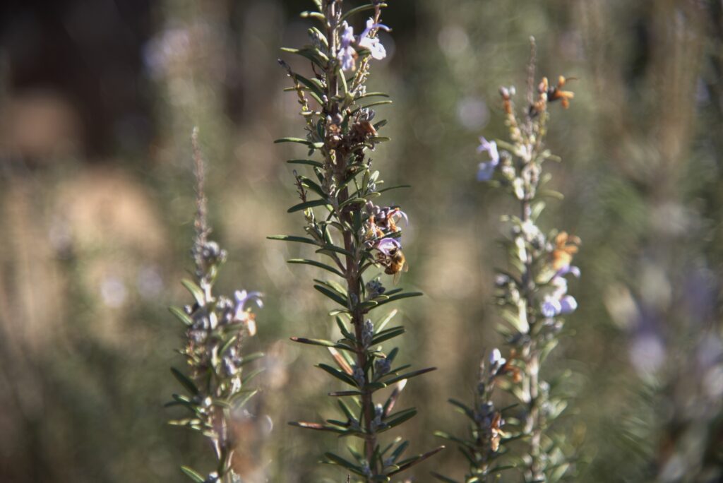 A bee collecting from a rosemary flower.