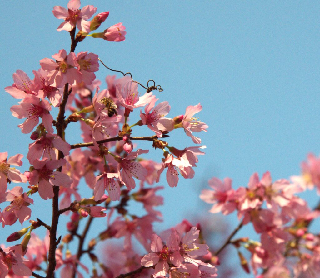 Pink cherry blossoms against a blue sky with a bee collecting pollen